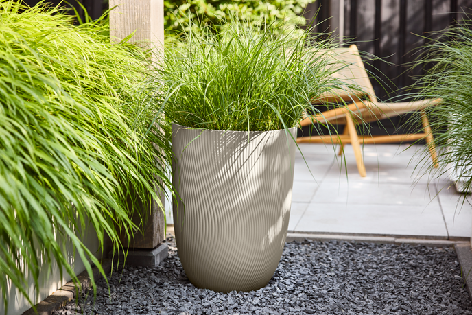 sereh haut 40cm beige champignon